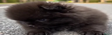 Pomeranian Puppy 2