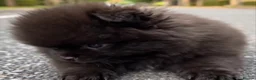 Pomeranian dogs for sale: Russian/Taiwan Pomeranian puppies - Advert 4