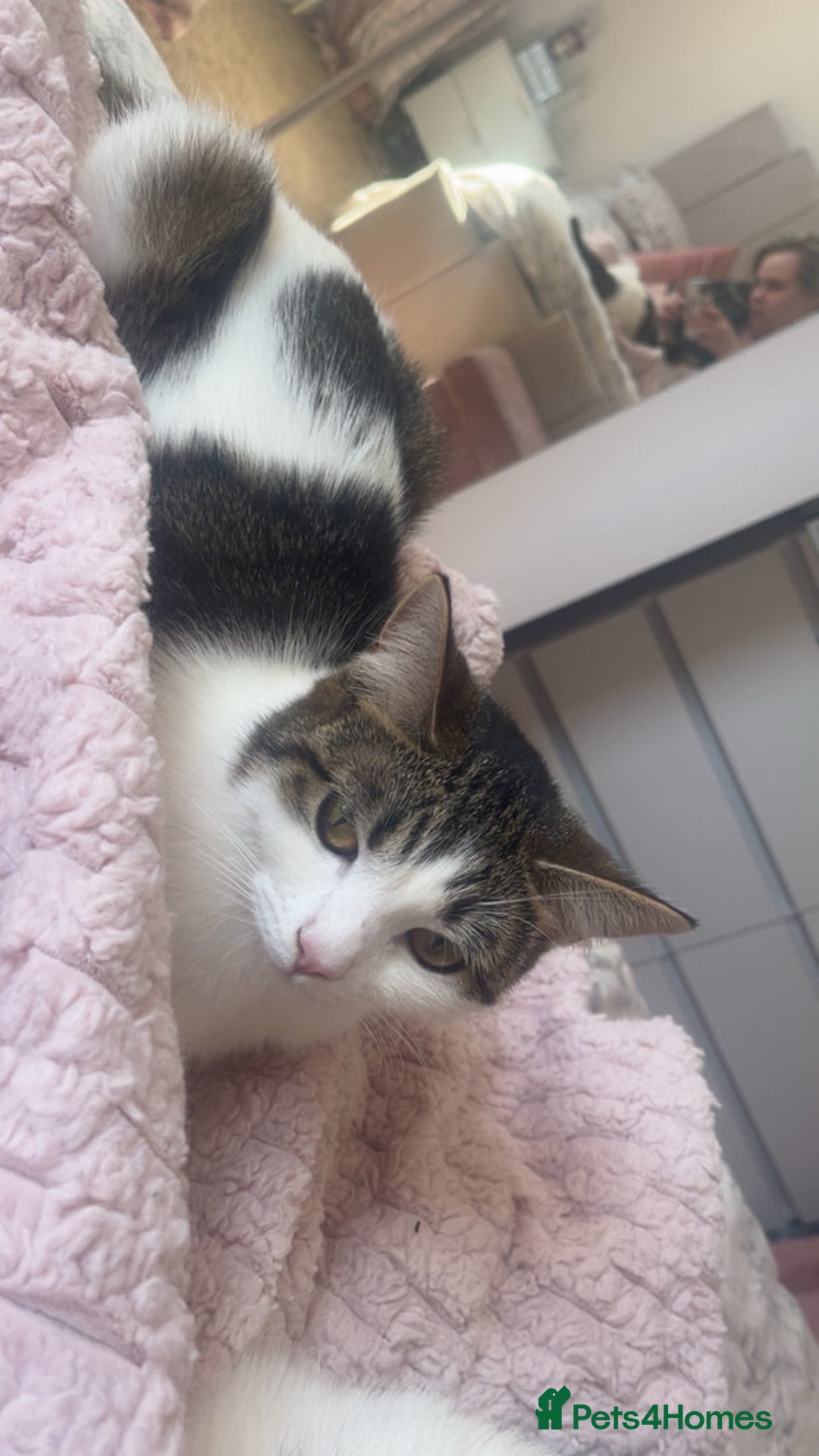 British Shorthair cats for sale: British short haired cat for loving home - Advert 3