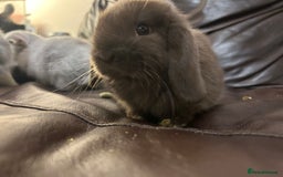 Mini Lop rabbits for sale: Lovely baby minilops for sale  - Image 20