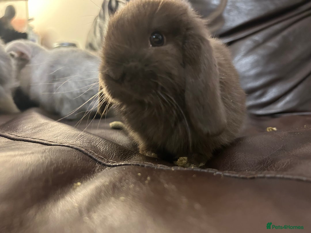 Mini Lop rabbits for sale: Lovely baby minilops for sale  - Image 20