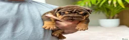 English Bulldog dogs for sale: ⭐️⭐️⭐️2 OUTSTANDING FEMALES⭐️⭐️⭐️ - Advert 13
