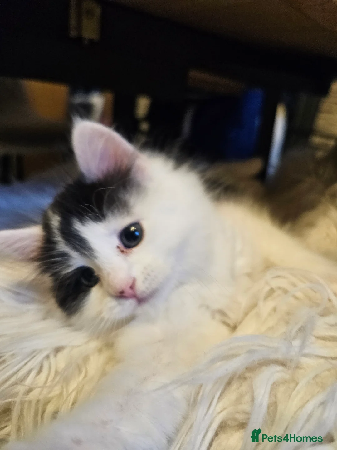 Turkish Angora cats for sale: Black and white kitten ready for a new home 🐾 - Advert 7