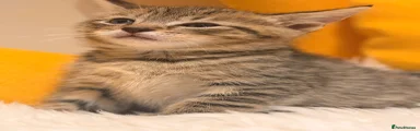 Kitten 4: Classic Brown Tabby Boy