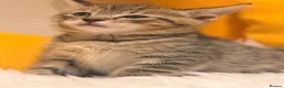 British Shorthair cats for sale: British Shorthair Mix Kittens Girls &Boys  - Advert 2