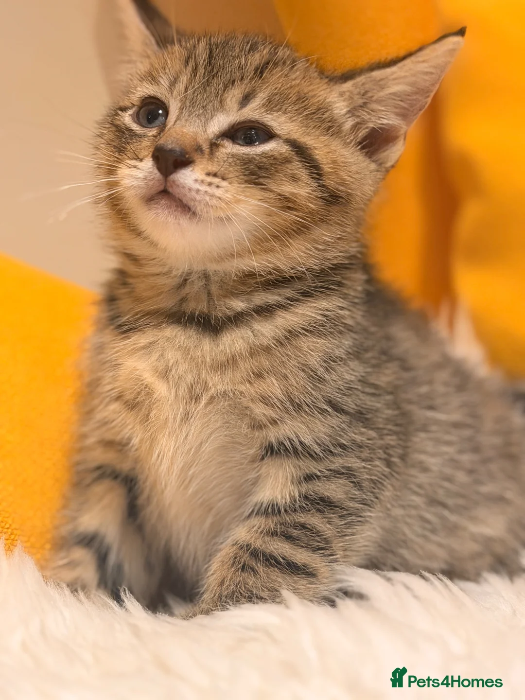 British Shorthair cats for sale: British Shorthair Mix Kittens Girls &Boys  - Advert 2
