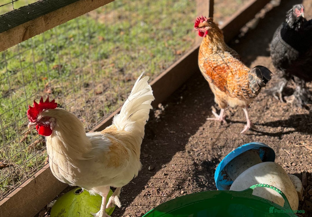 Chickens poultry for sale: 3 x beautiful cockerels needing to be rehomed  - Image 2