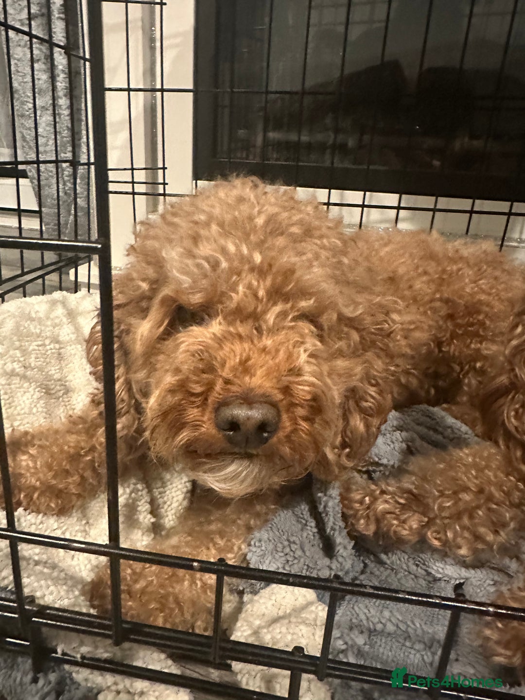 Cockapoo dogs for sale: bella wand waffle - Advert 3