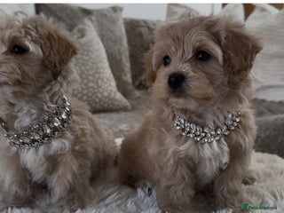 Maltipoo dogs **CHAMPION MALTIPOOS* HEALTH TESTED PARENTS** - Advert 23