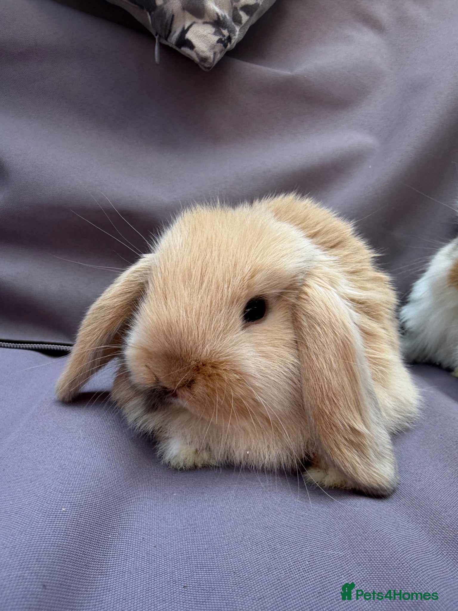 Mini Lop rabbits Beautiful fluffy mini lops  - Advert 8