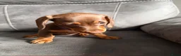 Miniature Dachshund dogs for sale: 3 Mini Daxi Puppies ready to leave - Advert 11