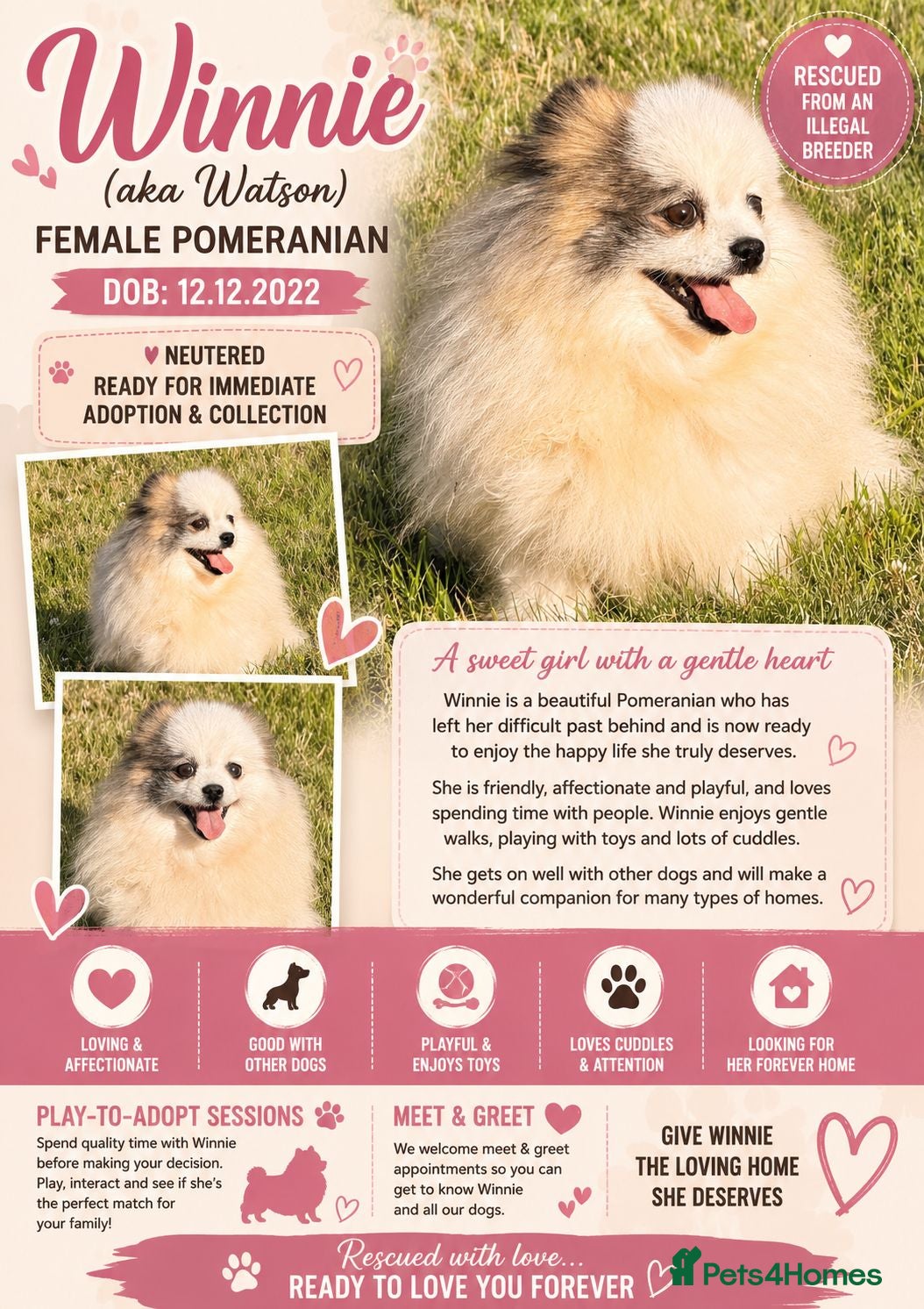Pomeranian dogs 🐾 Winnie (aka Watson) – Female Pomeranian - Advert 2