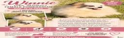 Pomeranian dogs for adoption: 🐾 Winnie (aka Watson) – Female Pomeranian - Advert 2