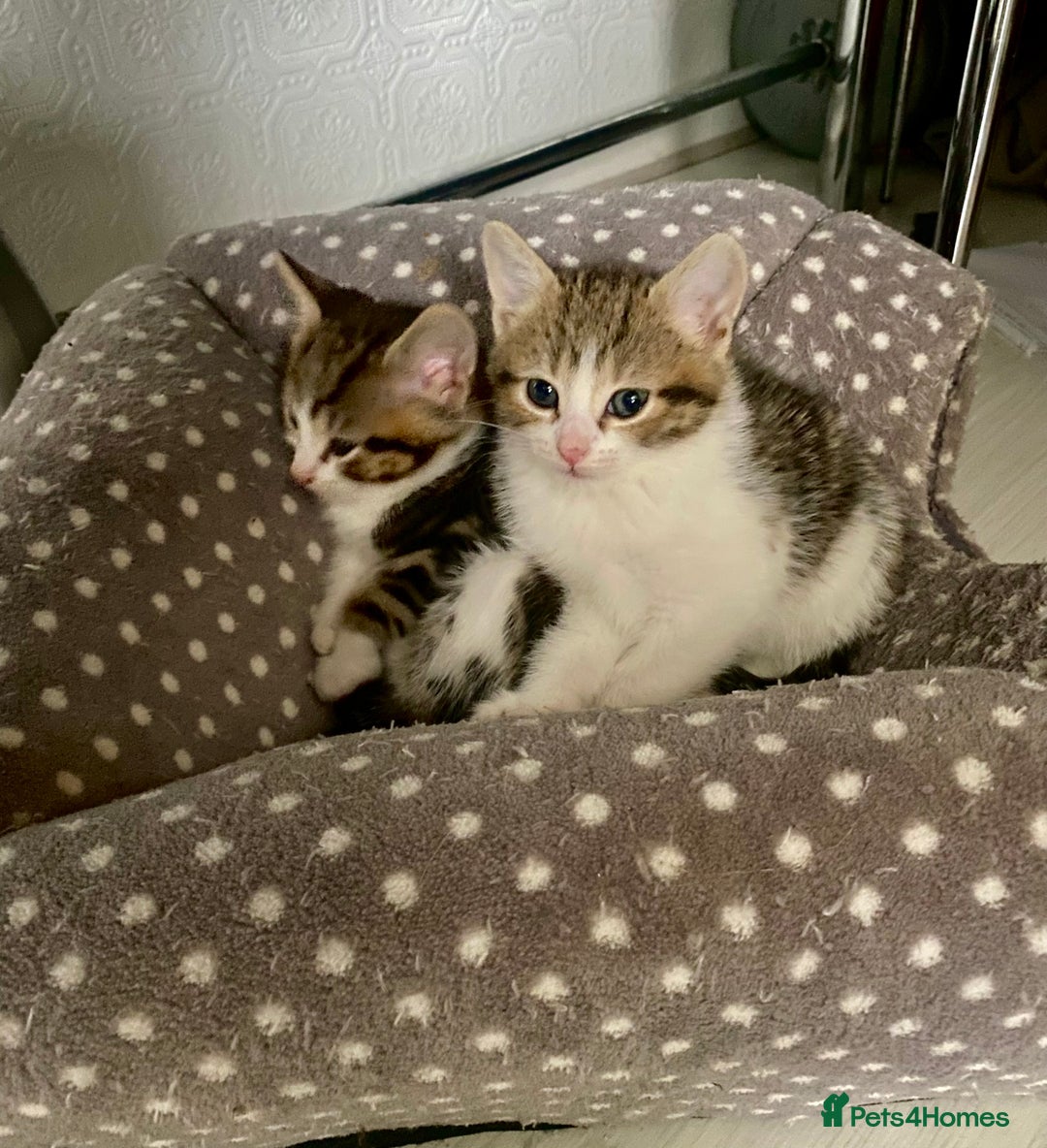 Mixed Breed cats for sale: Kittens for sale - Advert 5