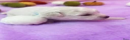 Bichon Frise dogs for sale:  💗KC BICHON FRISE PUPPIES – CHAMPION BLOODLINES💗 - Advert 12