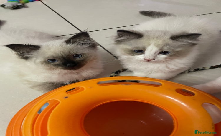 Ragdoll cats - Advert 15