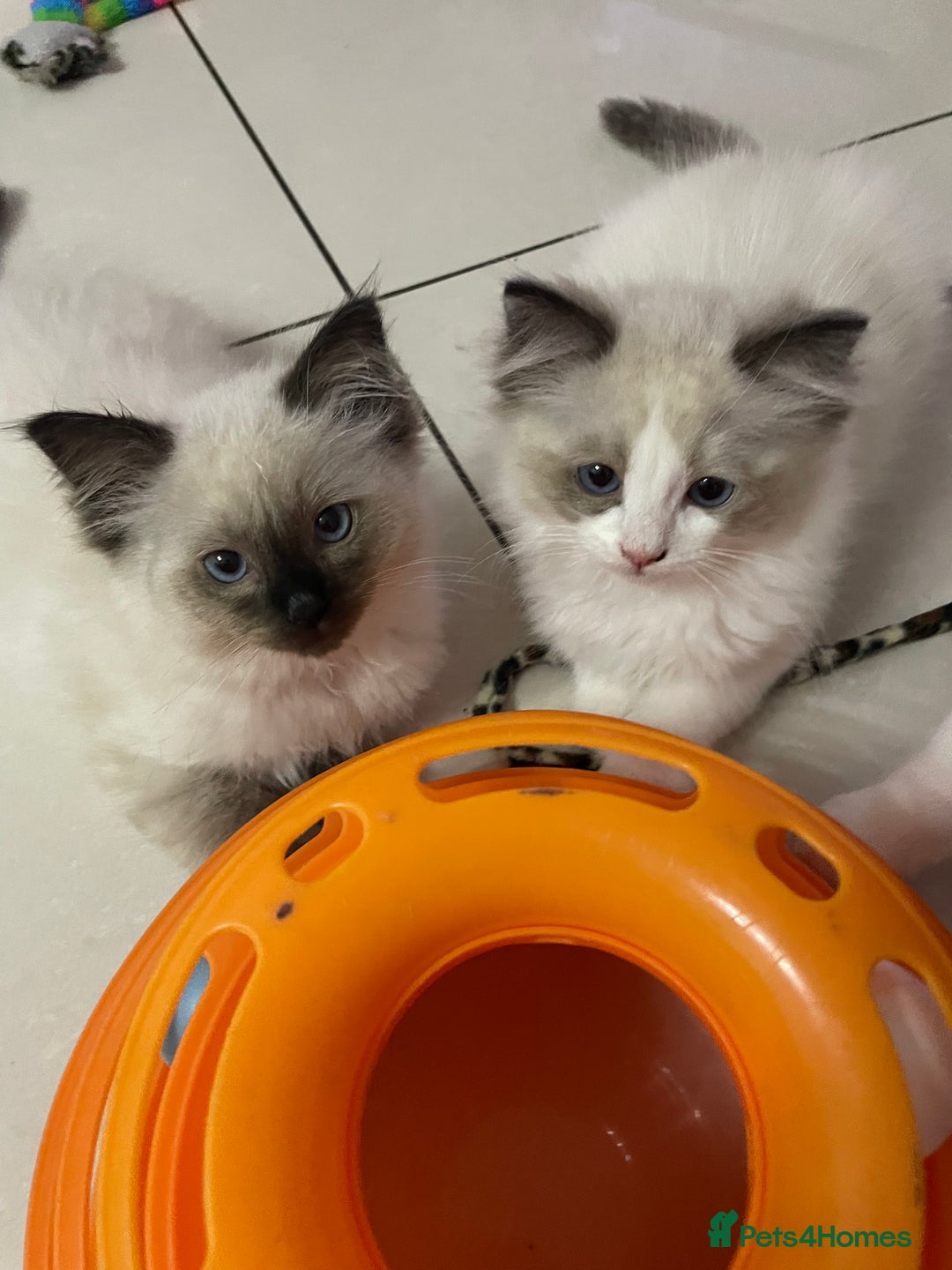 Ragdoll cats for sale: Ragdoll  - Image 1