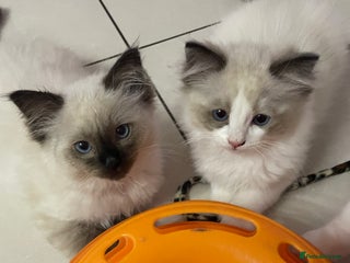 Ragdoll cats - Advert 25