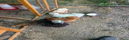 Chickens poultry for sale: 6 bantam chickens and set up  in Poulton-le-Fylde - Advert 11