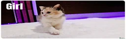 Munchkin cats for sale: Munchkin kittens - Advert 8