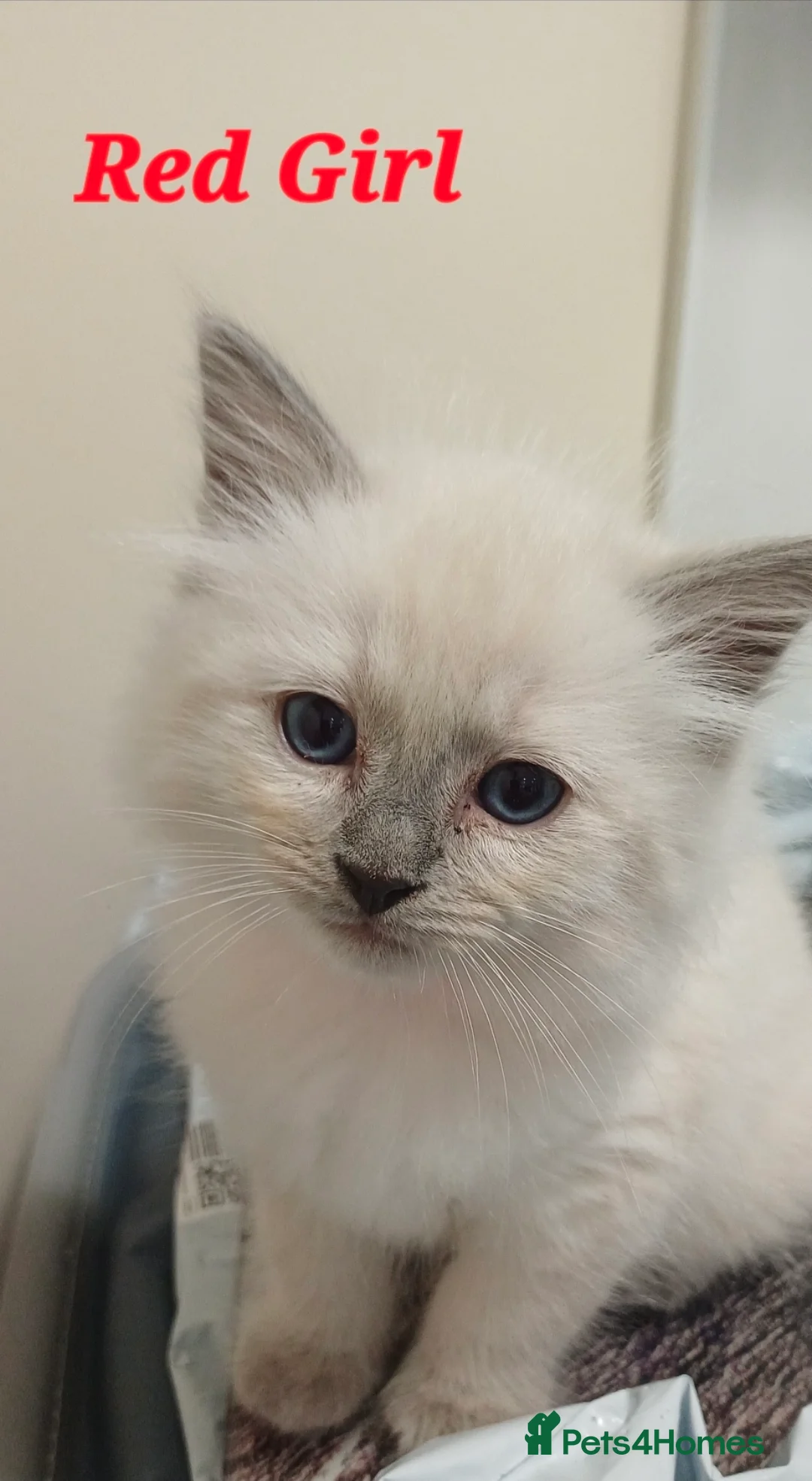 Ragdoll cats for sale: 7 Gorgeous Ragdoll Kittens  - Advert 2