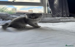 Scottish Fold cats for sale: Scottish Fold Kittens Variety of Colours - Image 32