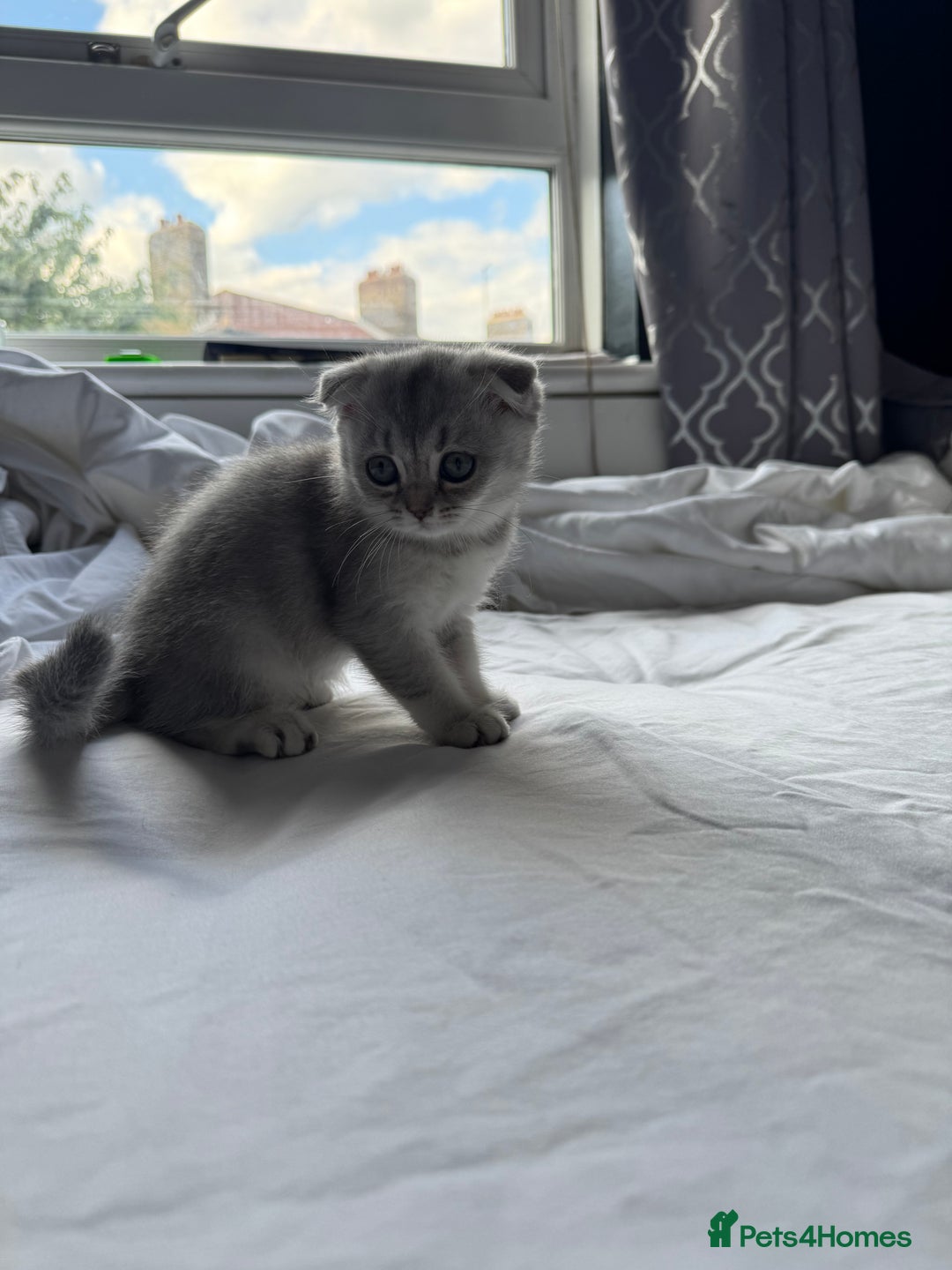Scottish Fold cats for sale: Scottish Fold Kittens Variety of Colours - Image 32