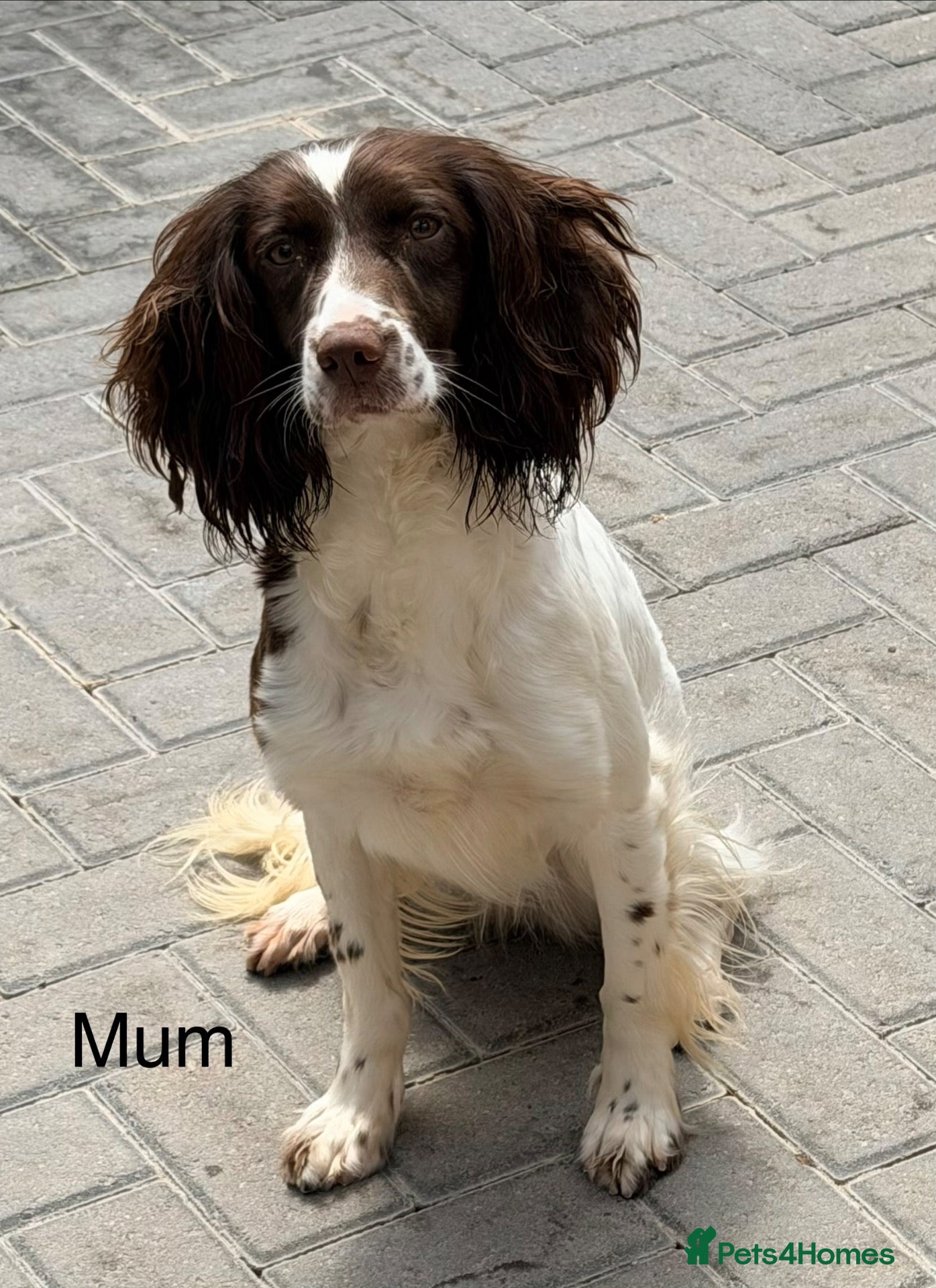 Sprocker dogs for sale: 10 Sprocker spaniel puppies - Advert 1
