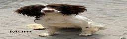 Sprocker dogs for sale: 10 Sprocker spaniel puppies - Advert 1