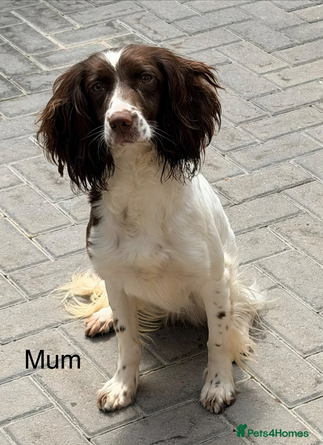 Sprocker dogs for sale: 10 Sprocker spaniel puppies - Advert 1