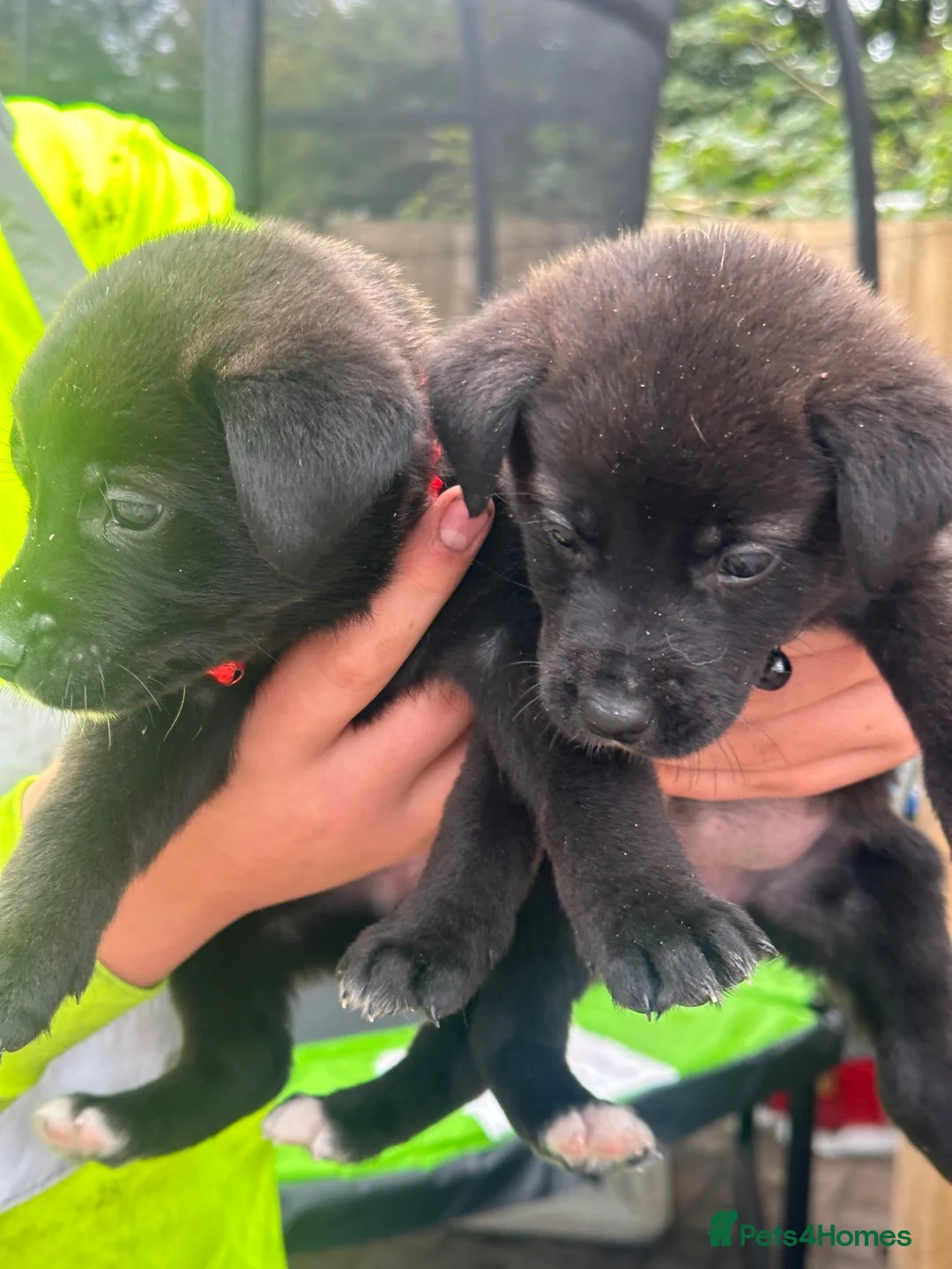Mixed Breed dogs for sale:  Loving Labrakitas  - Advert 2