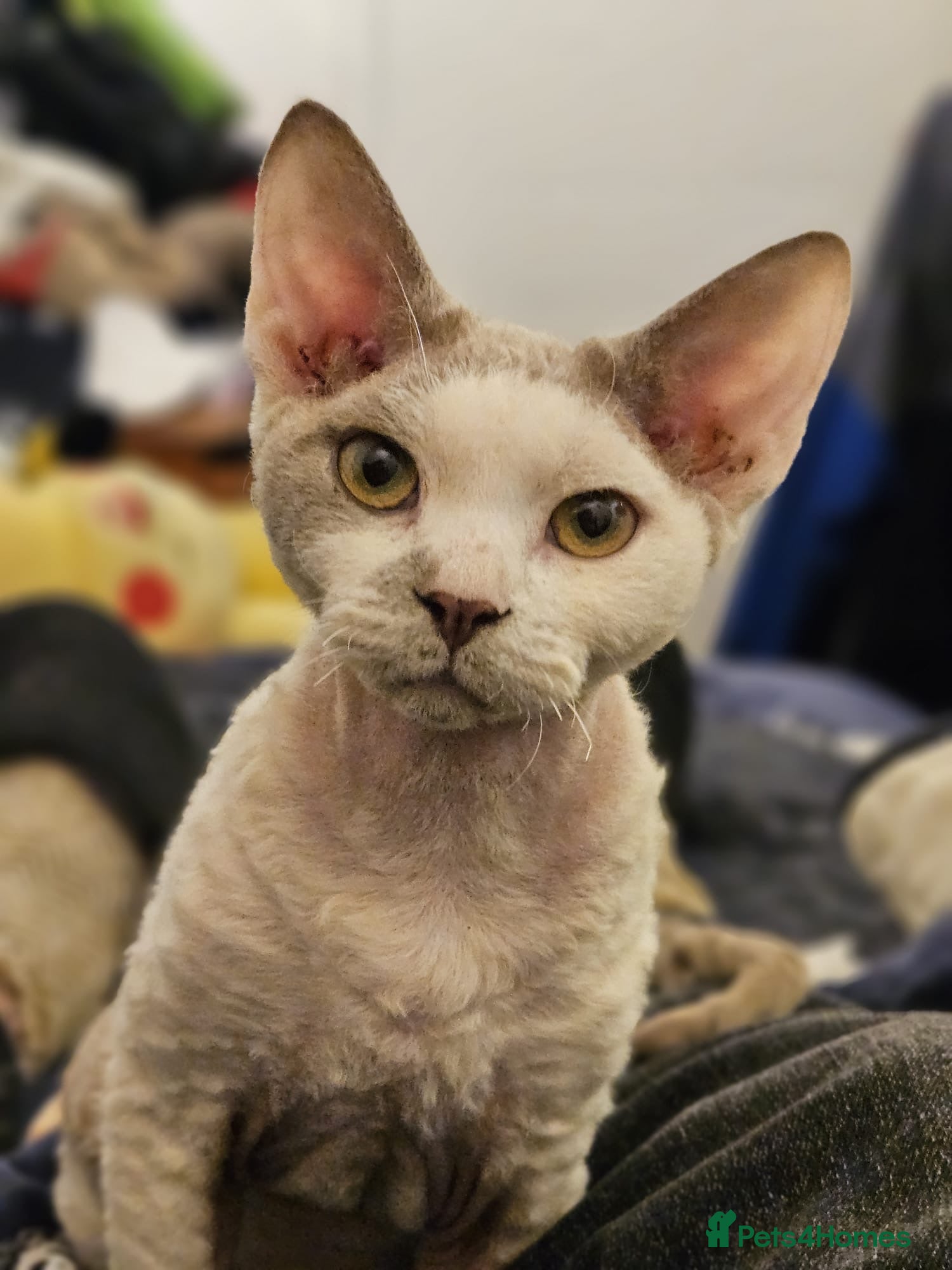 Devon Rex cats Devon Rex Male Young adult (Kitten) GCCF reg - Advert 1