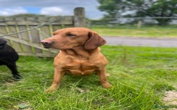 Labrador Retriever dogs for sale: Labrador Retriever Puppies, one male available.  - Image 6
