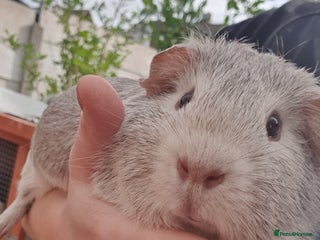 Guinea Pig rodents Beautiful guinea pigs - Advert 19