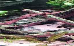 Shrimps fish for sale: Red /Red cherry shrimps  - Image 3