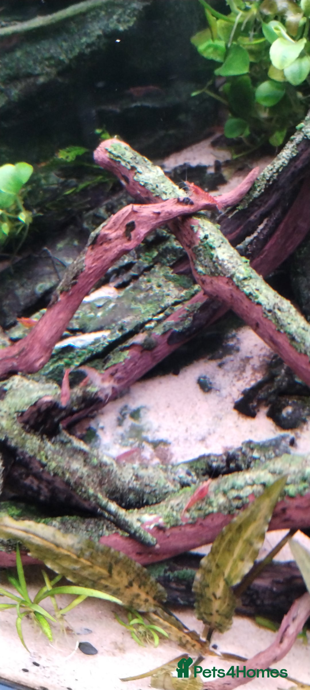 Shrimps fish for sale: Red /Red cherry shrimps  - Image 3