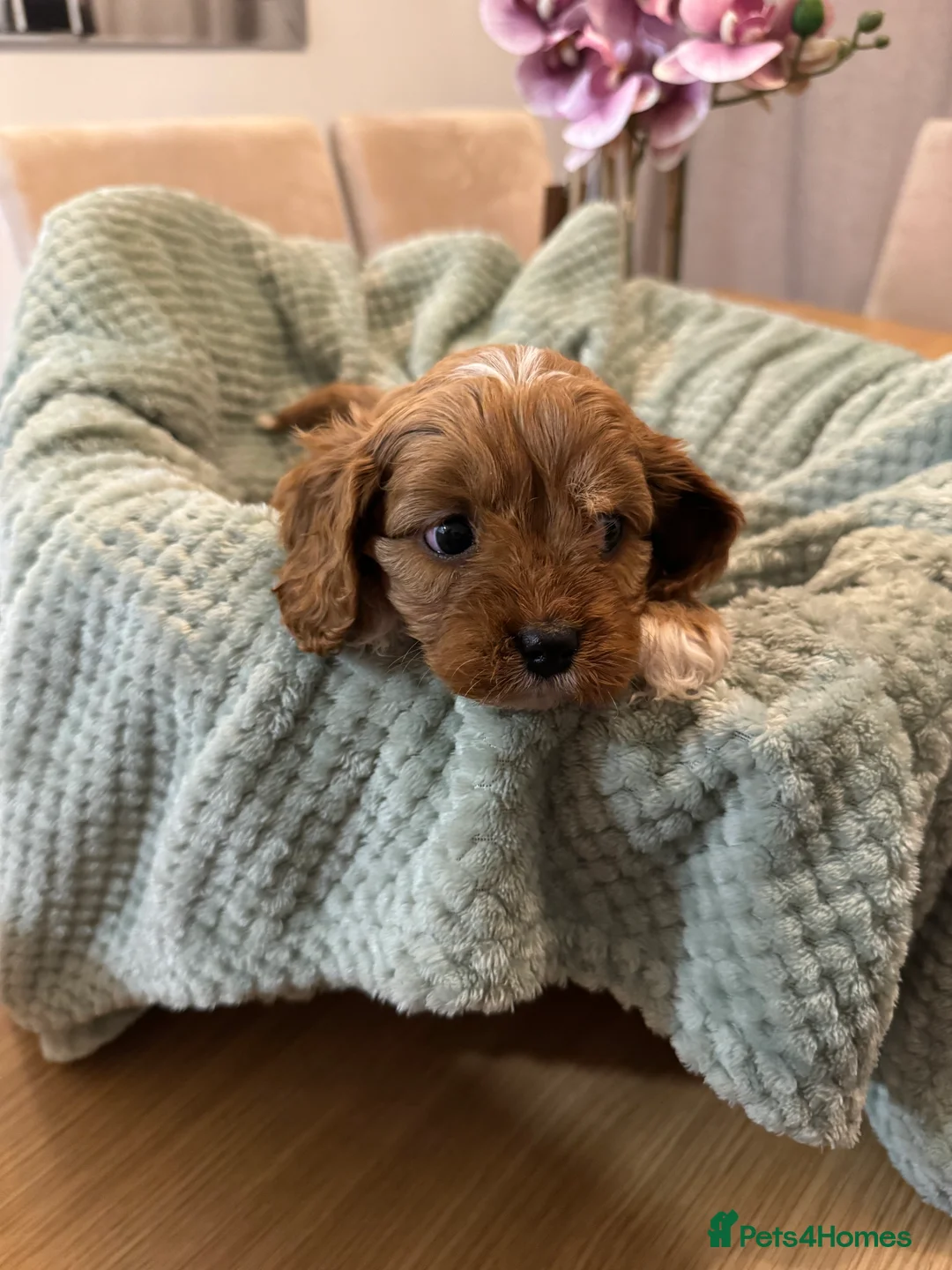 Cavapoo dogs for sale: Cavapoo puppies - Advert 10