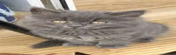 Mixed Breed cats for sale: Three beautiful kittens  - Advert 5