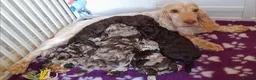 Cockapoo dogs for sale: Beautiful litter of F1 Cockapoo's - Advert 7