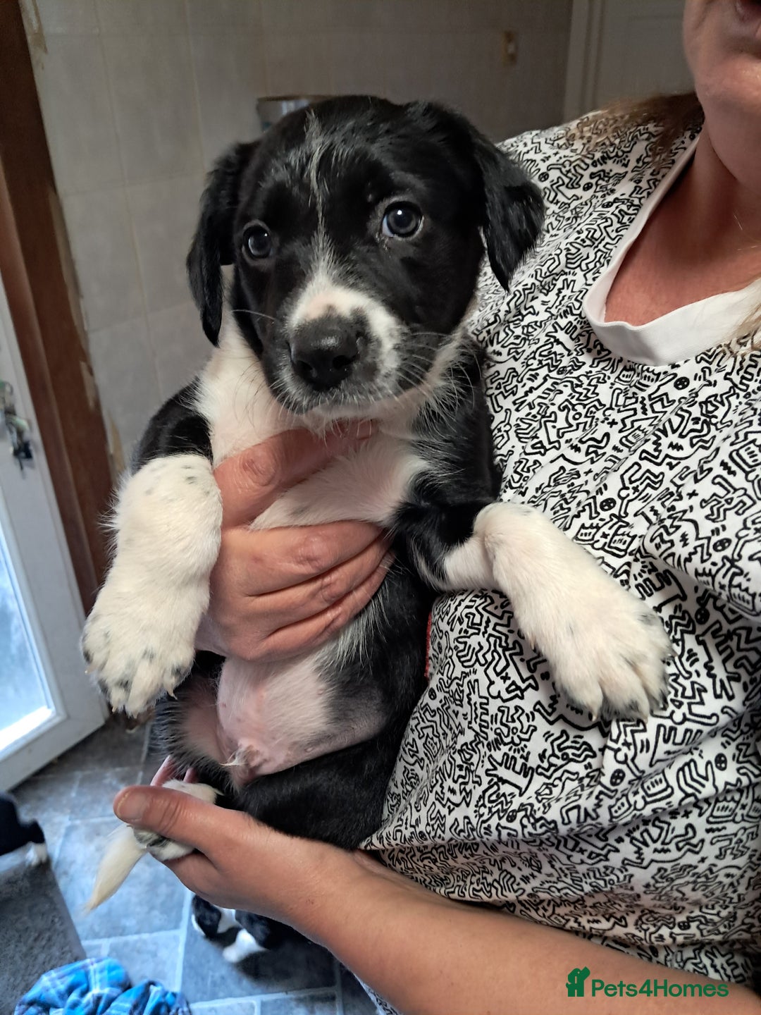 Sprollie dogs for sale: Springer spaniel Sprollie pups - Image 2