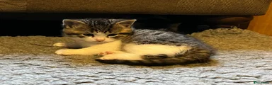 British Shorthair 2
