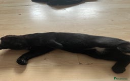 British Shorthair cats for sale: 1 Boy and 1 Girl Kitten - Image 4