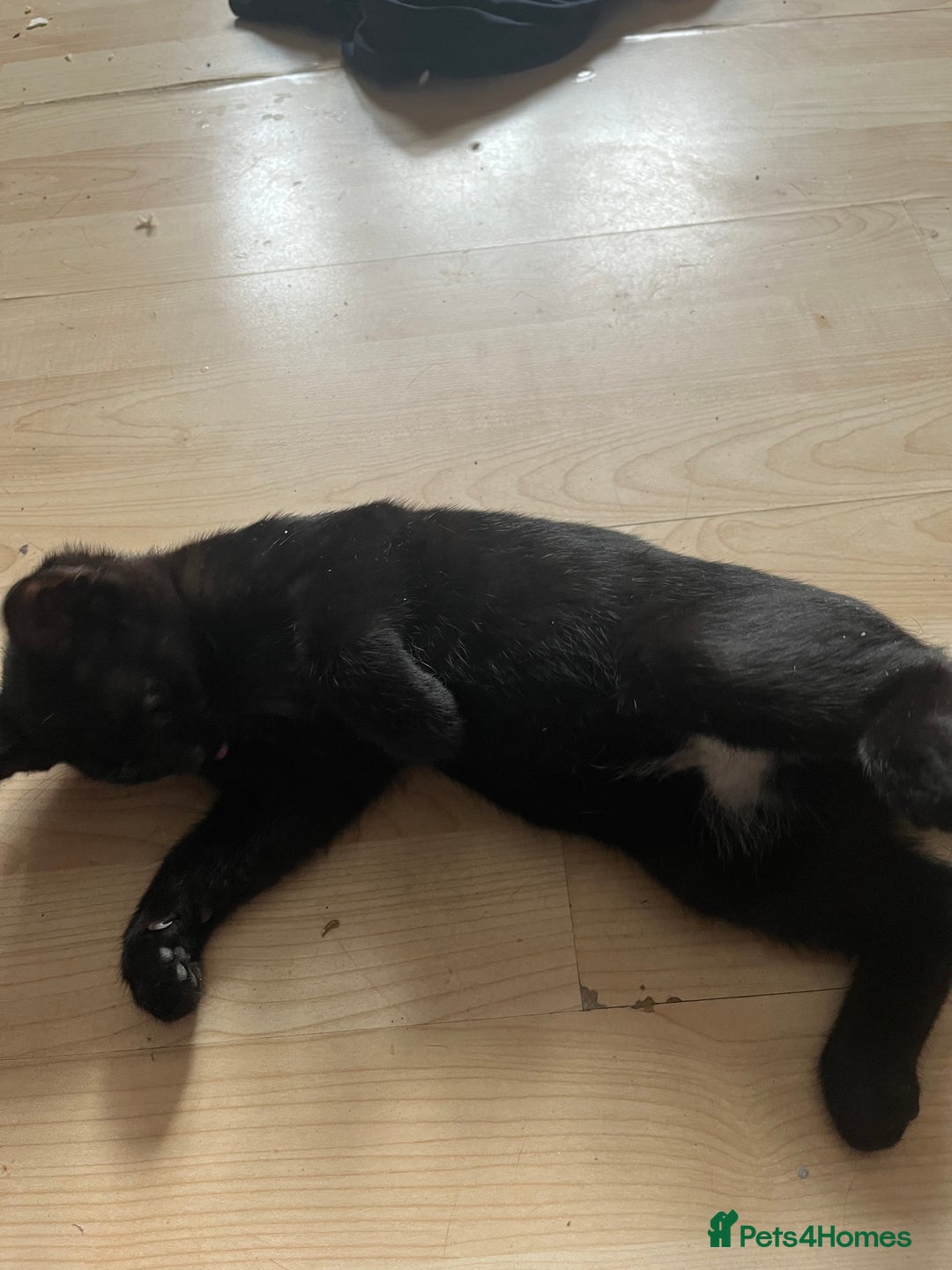 British Shorthair cats for sale: 1 Boy and 1 Girl Kitten - Image 4