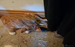 Mixed Breed cats for sale: 5 Beautiful Kittens Ready Soon - Image 11