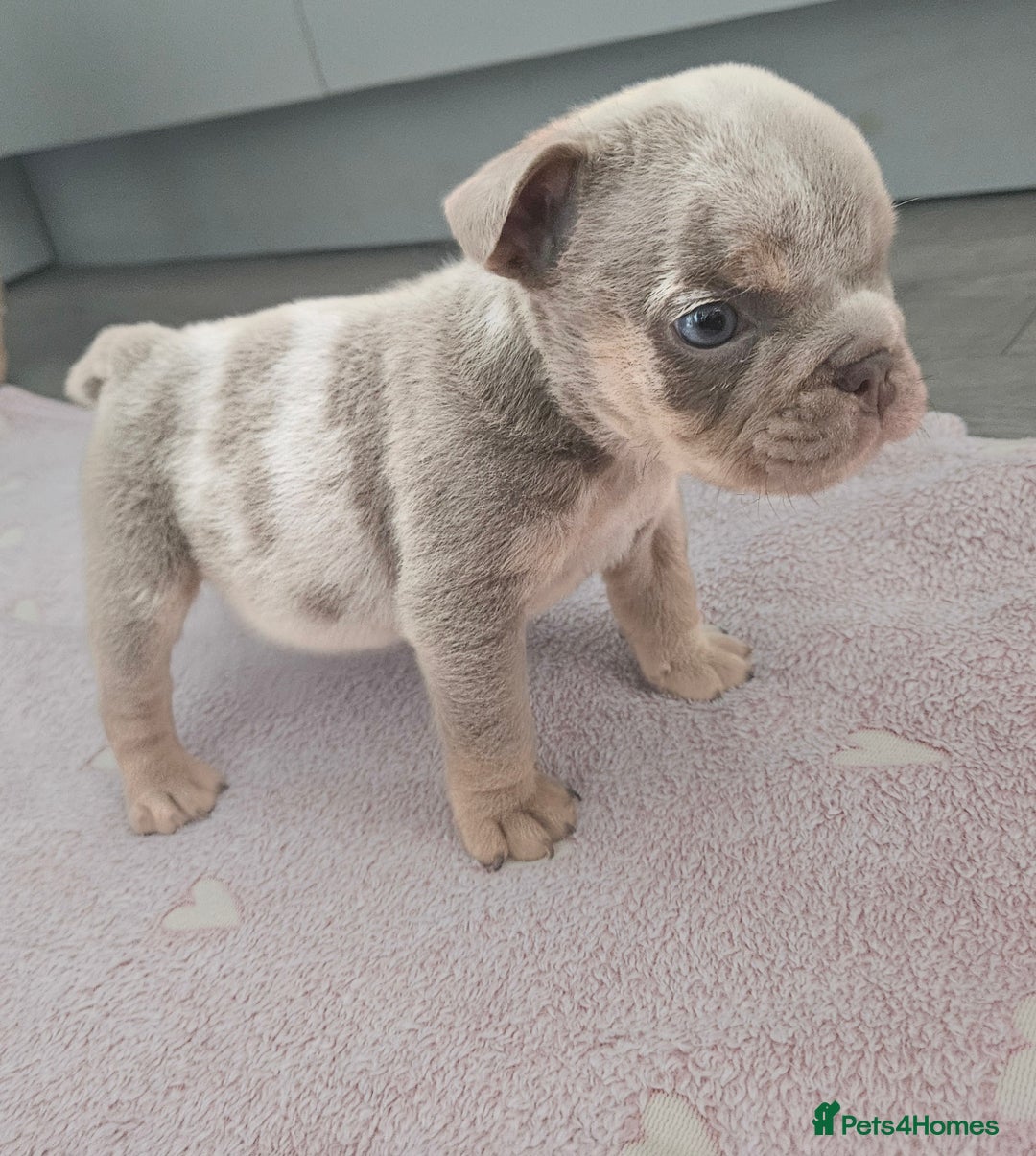 English Bulldog dogs for sale: Male tri lilac merle - Image 10