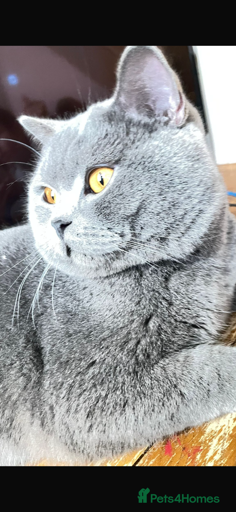 British Shorthair cats Stunning boy British Shorthair GCCF blue  - Advert 1