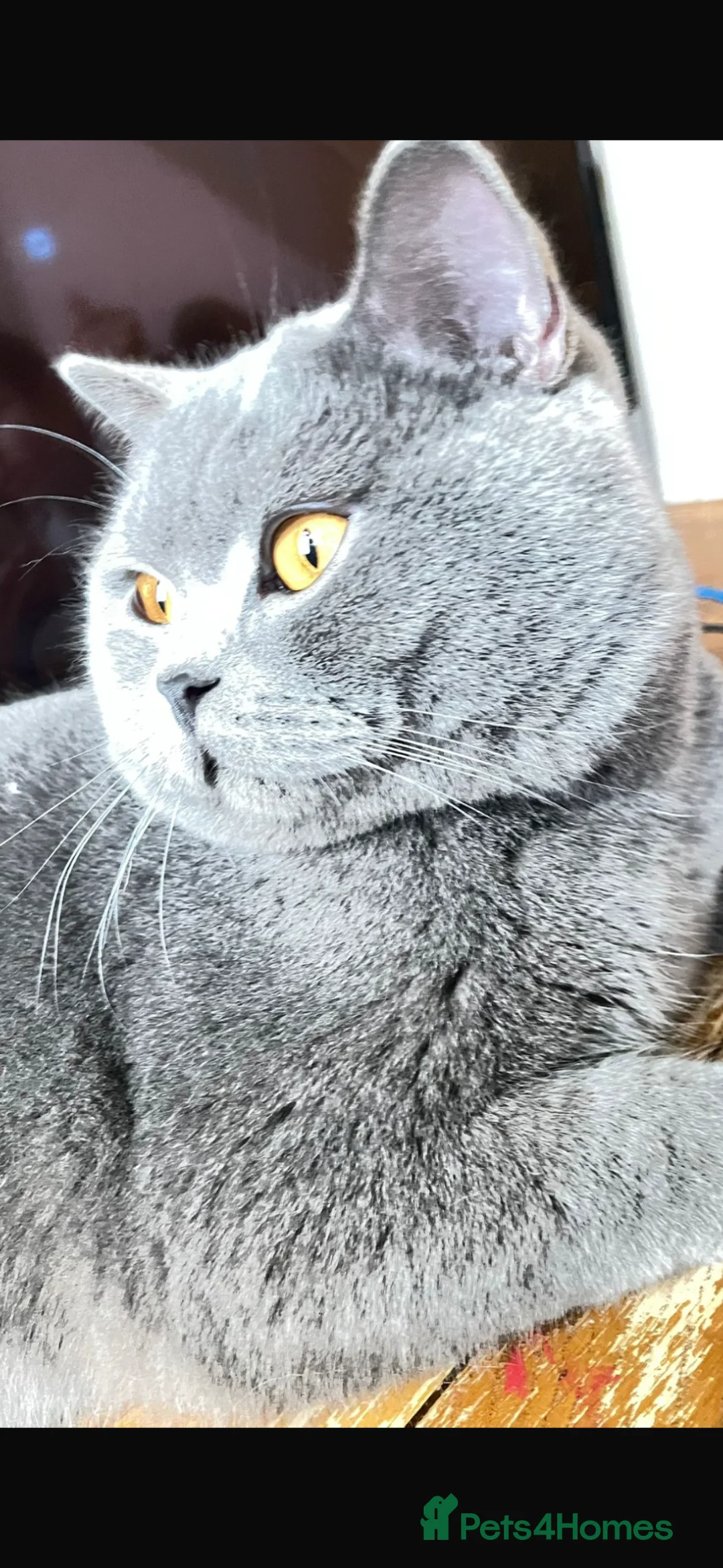 British Shorthair cats for sale: Stunning boy British Shorthair GCCF blue  - Advert 1