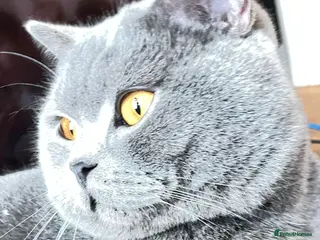 British Shorthair cats Stunning boy British Shorthair GCCF blue - Advert 1