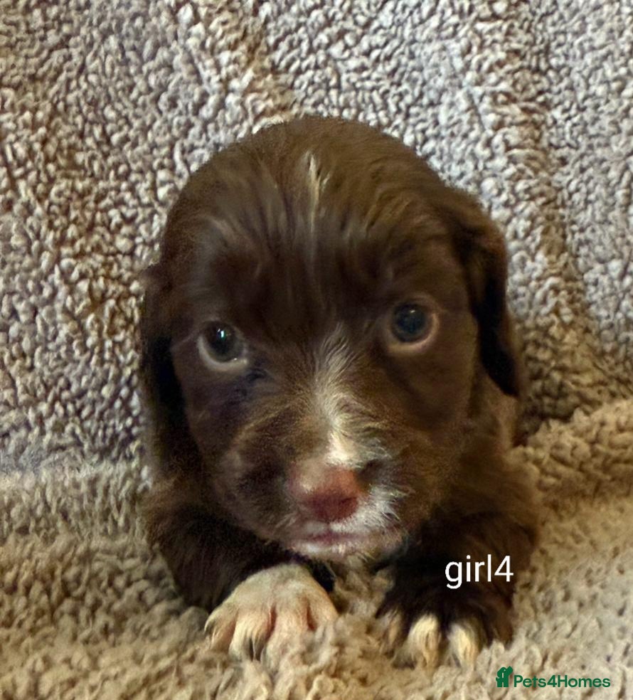 Cocker Spaniel dogs Beautiful Cocker Spaniels - Advert 4