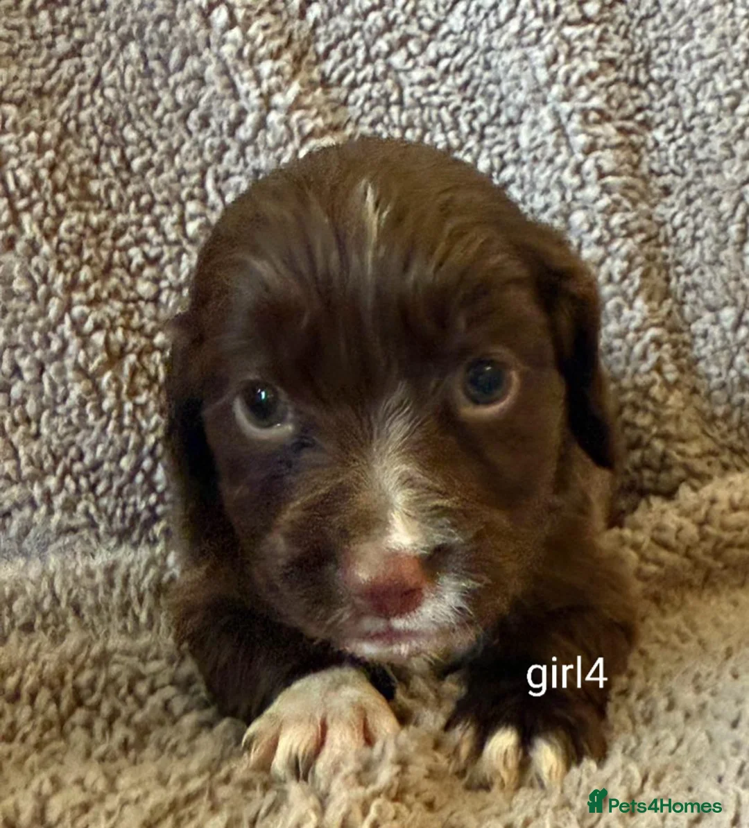 Cocker Spaniel dogs for sale: Beautiful Cocker Spaniels - Advert 1